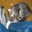 Original CIFAR-10 test image 0, labeled cat